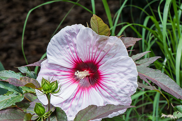 _DSC0865