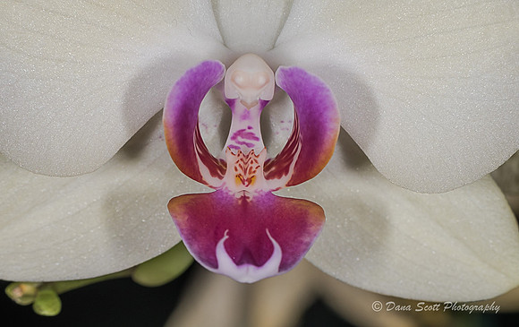 Macro -3