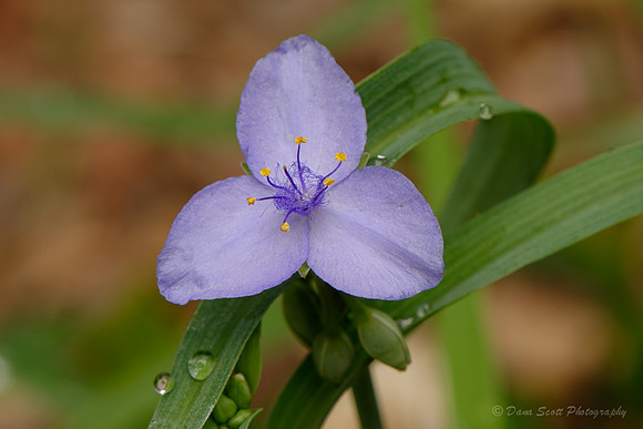 _DSC0488_DxO