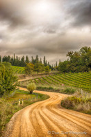 Italy-- Vagliagli Vineyards