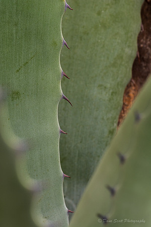_DSC0900