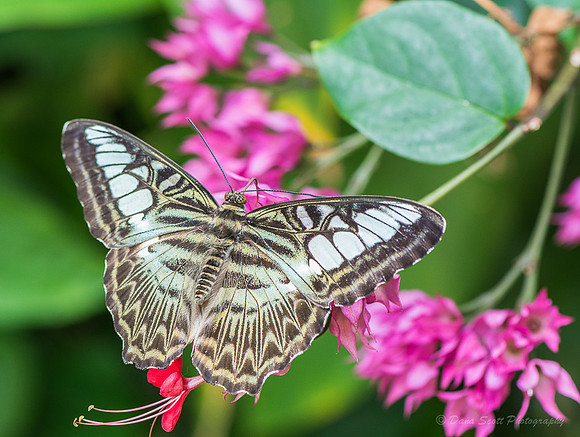 _DSC0972-Edit