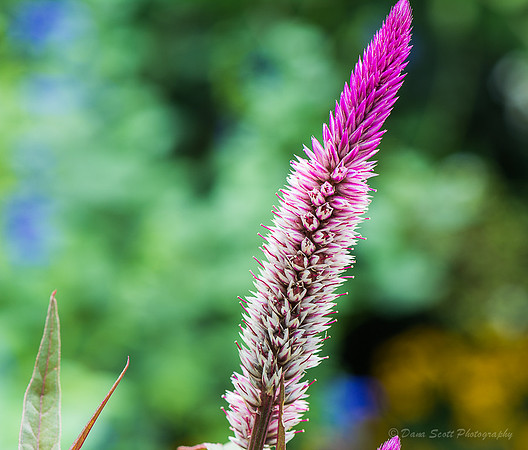 _DSC0835