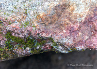 Line Creek Park - PTC-0012