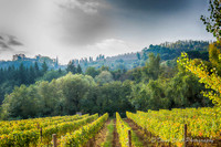 Italy-- Vagliagli Vineyards